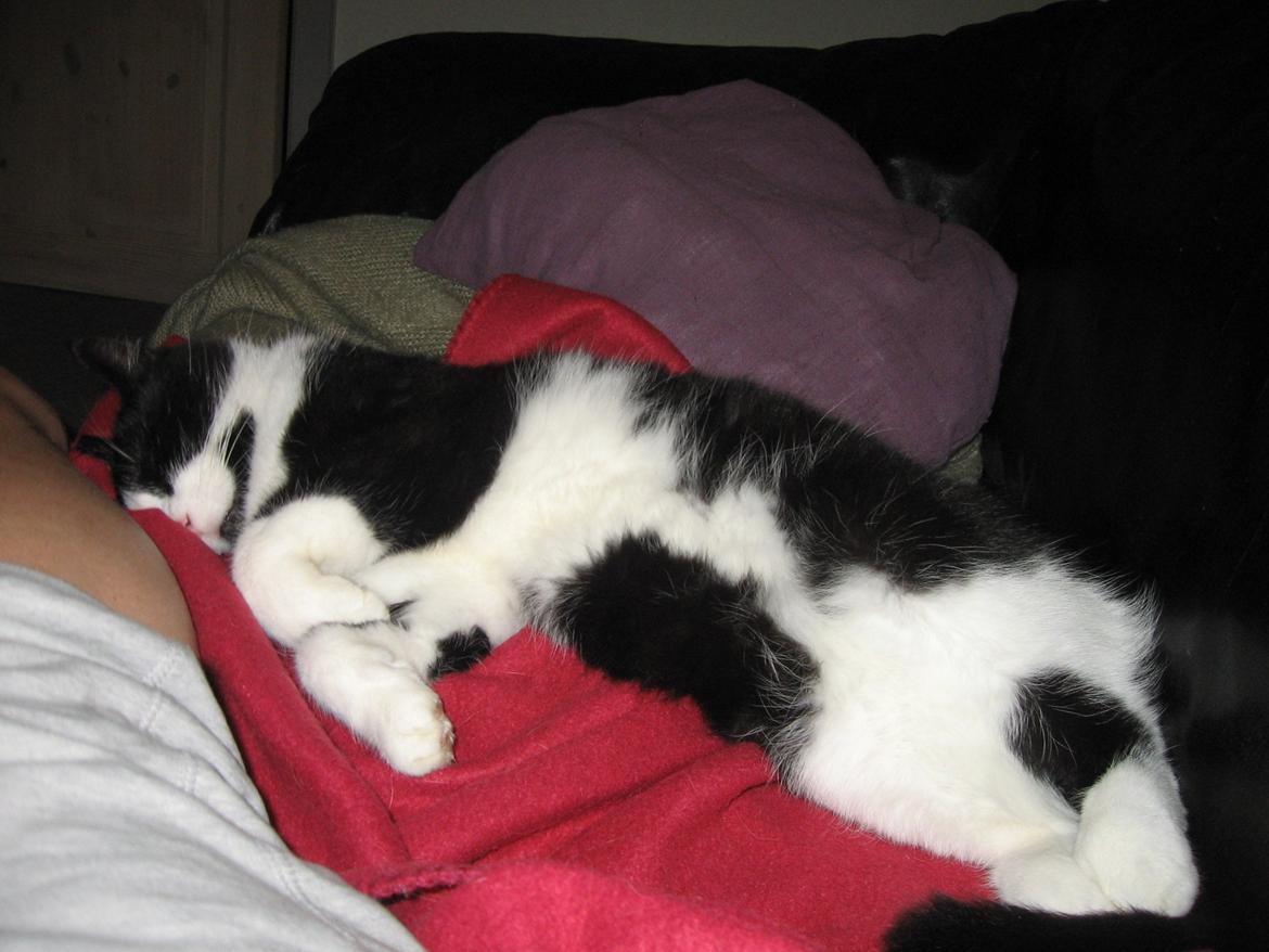 Huskat Tyson billede 8