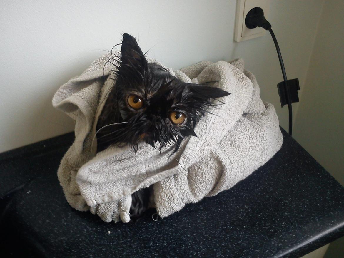 Perser Mejlvang's Gabriell - 25/10-12
 Aldrig fodre efter midnat ;-)
Gabby der lige er kommet ud af sit bad billede 13