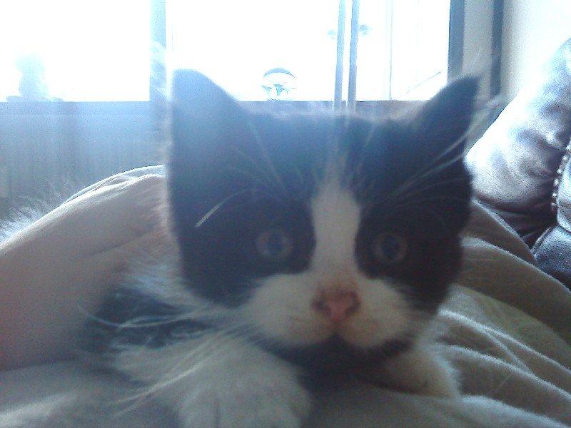 Huskat Tyson - Tyson, få dage efter han blev reddet.  billede 9