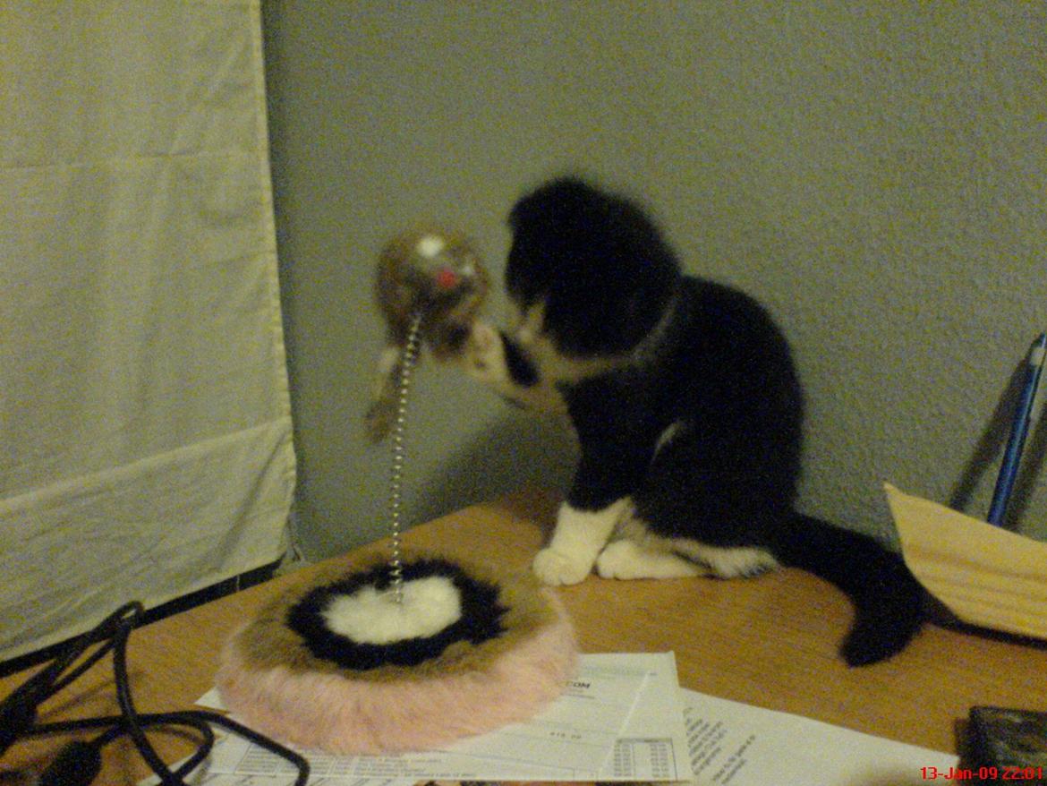 Huskat Tyson - Den er sjooov billede 11