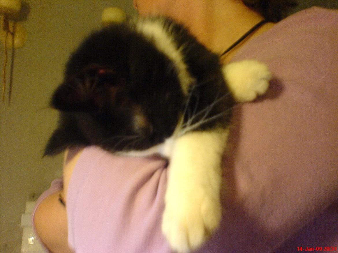 Huskat Tyson - En meget træt Tyson efter bedøvelse hos dyrlægen billede 12