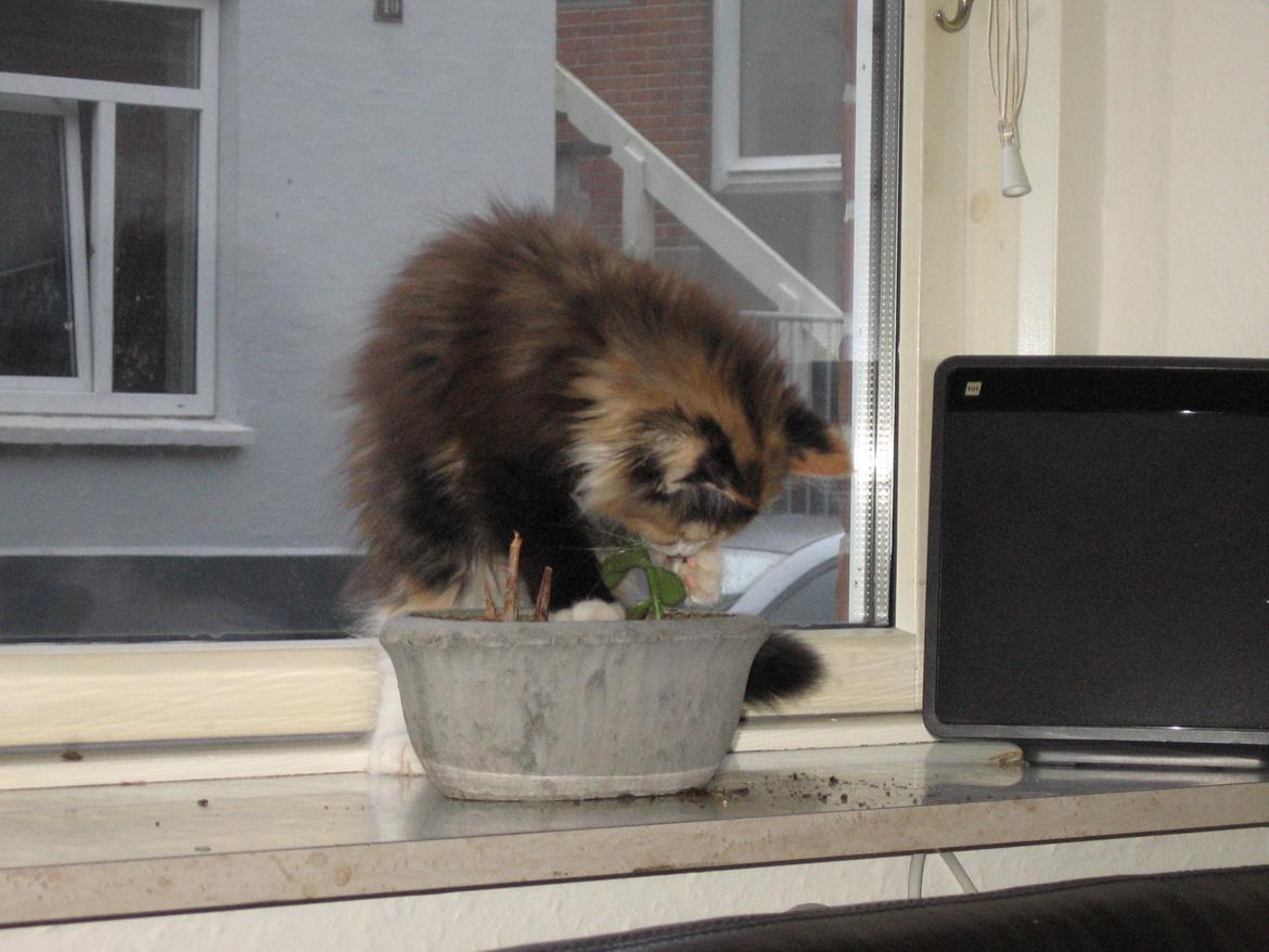 Blanding af racer Saga - Jeg planter lige mors blomst om :p billede 17