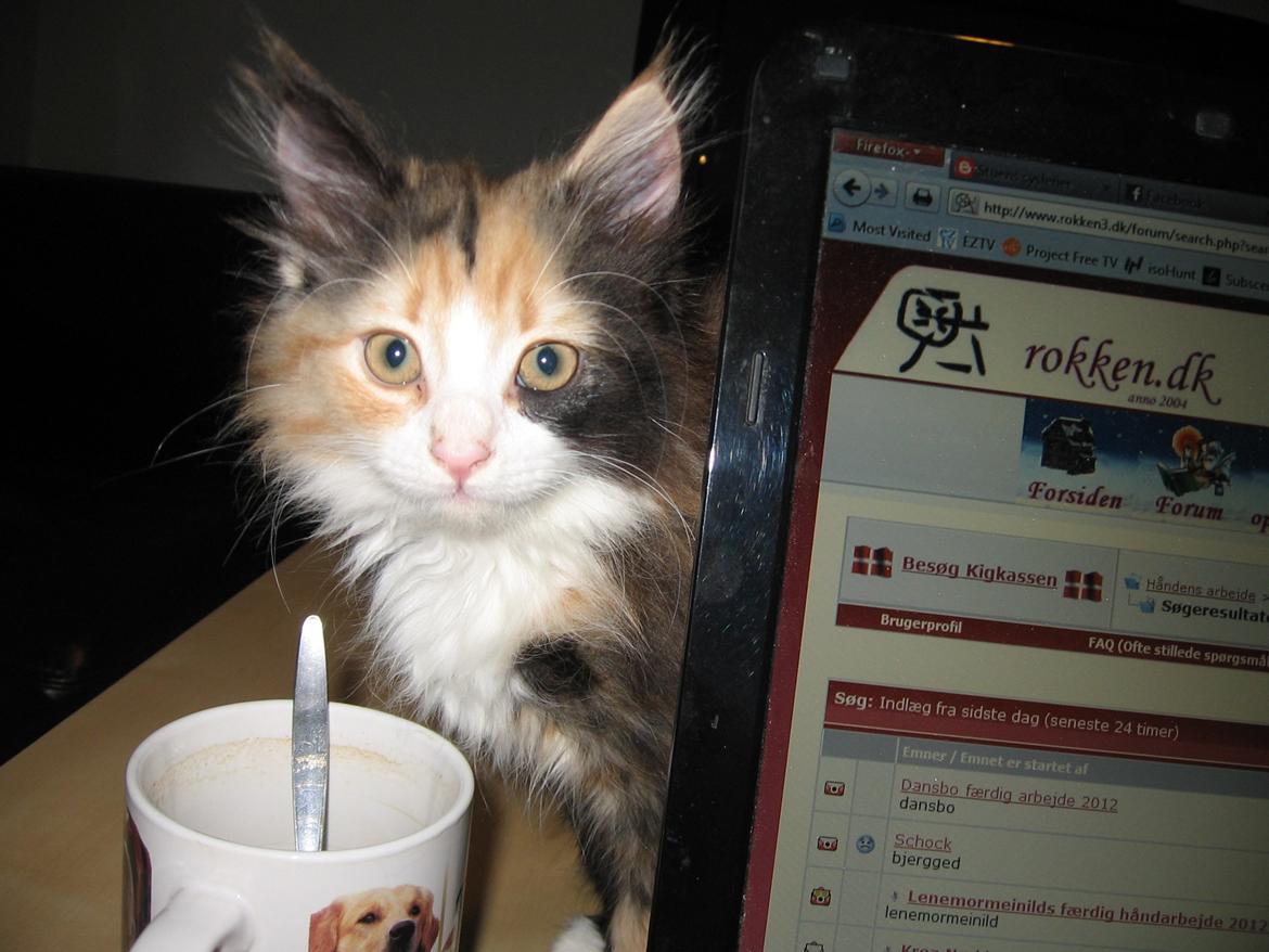 Blanding af racer Saga - Mor, er jeg ikke meget mere interessant end den dumme computer? billede 18