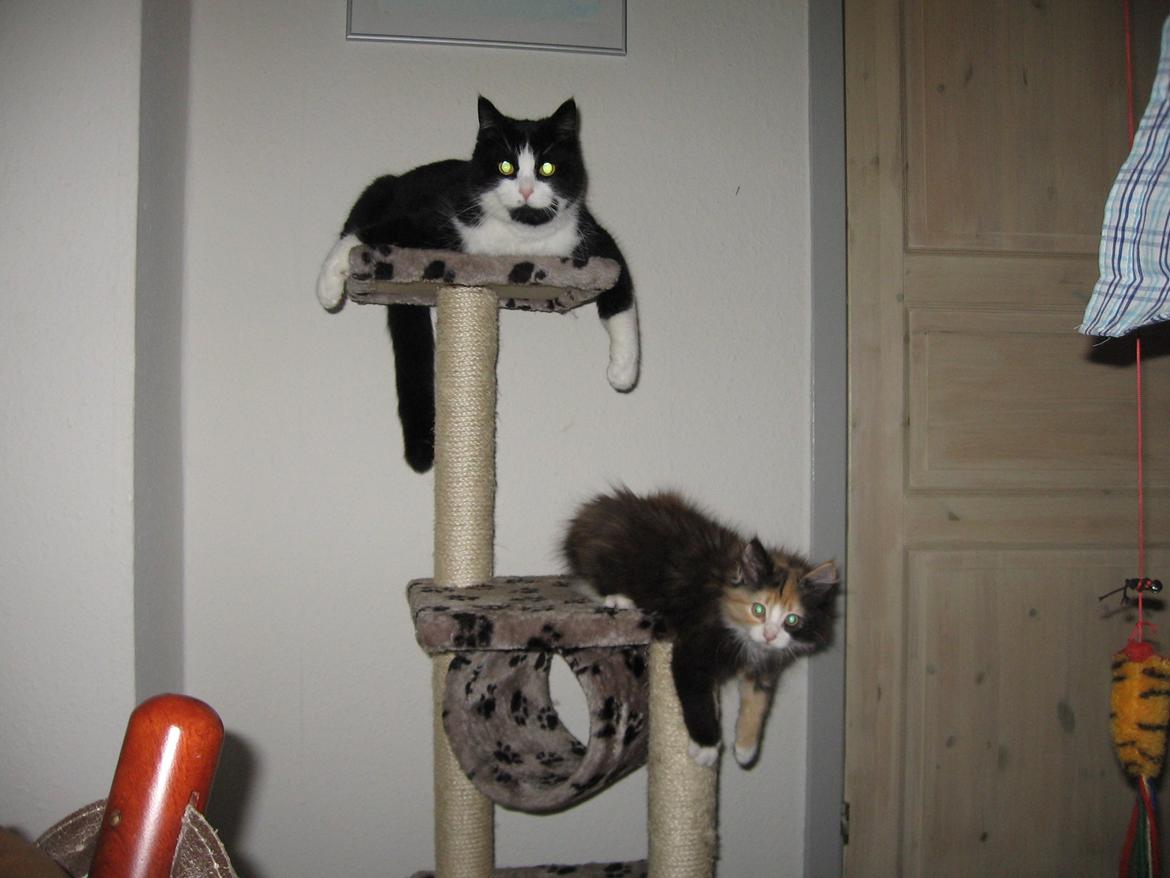 Blanding af racer Saga - Vi hænger lige ud billede 19