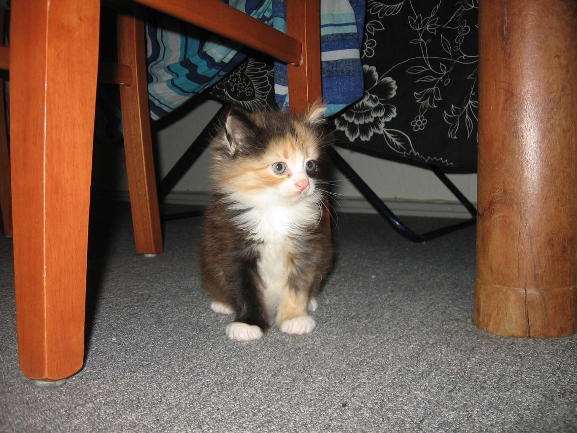 Blanding af racer Saga - Lille bitte Saga billede 20