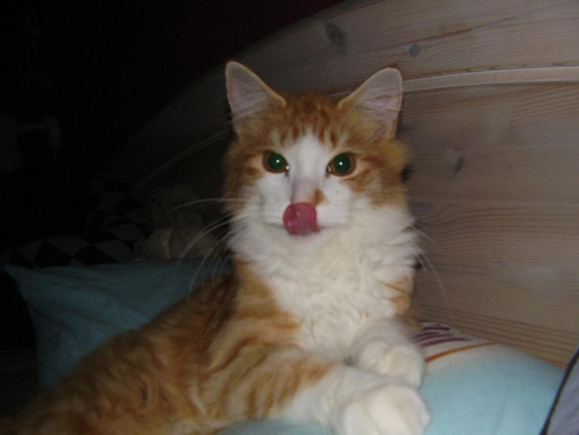 Norsk Skovkat Zimba billede 1