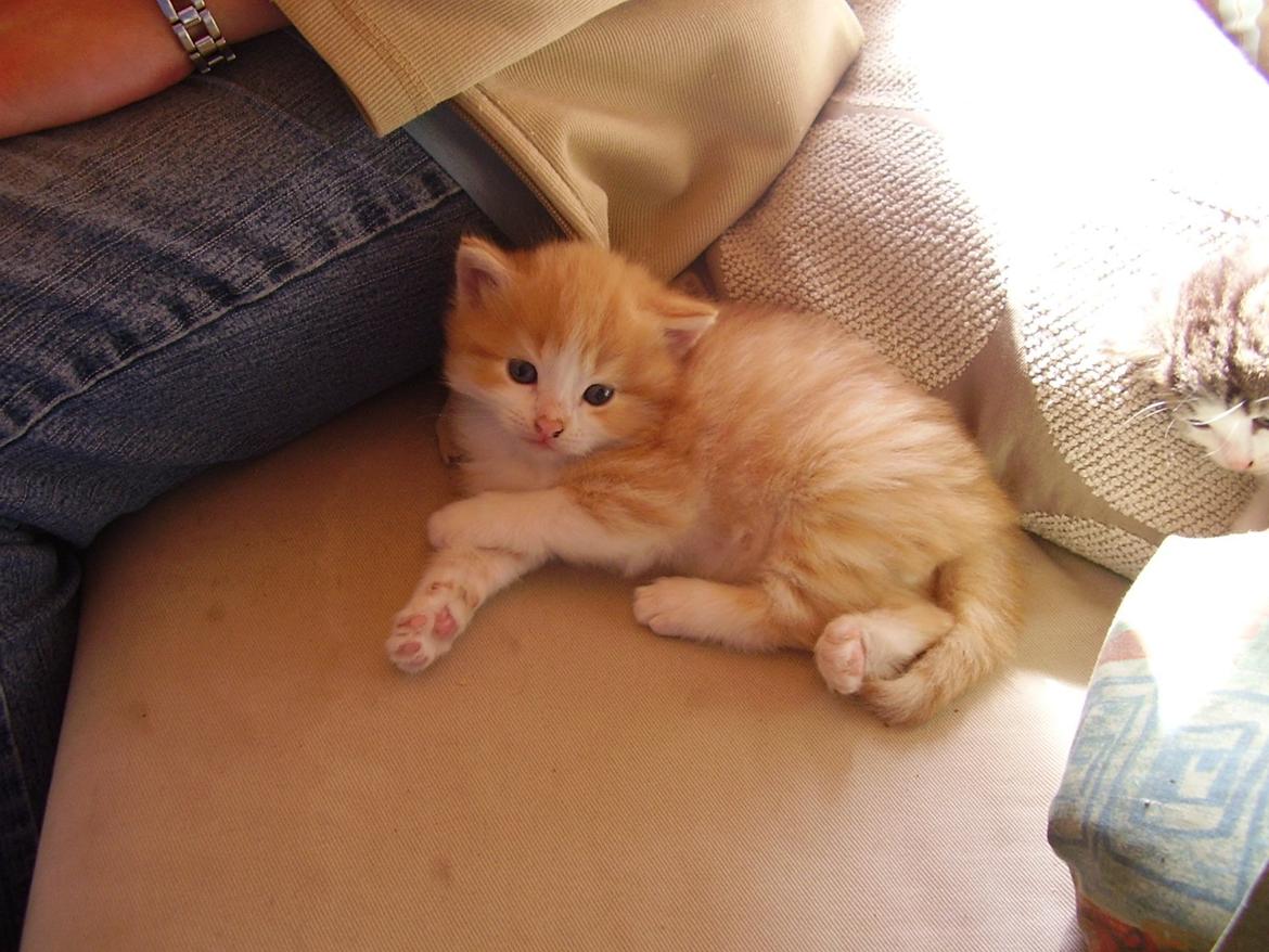 Norsk Skovkat Zimba billede 2