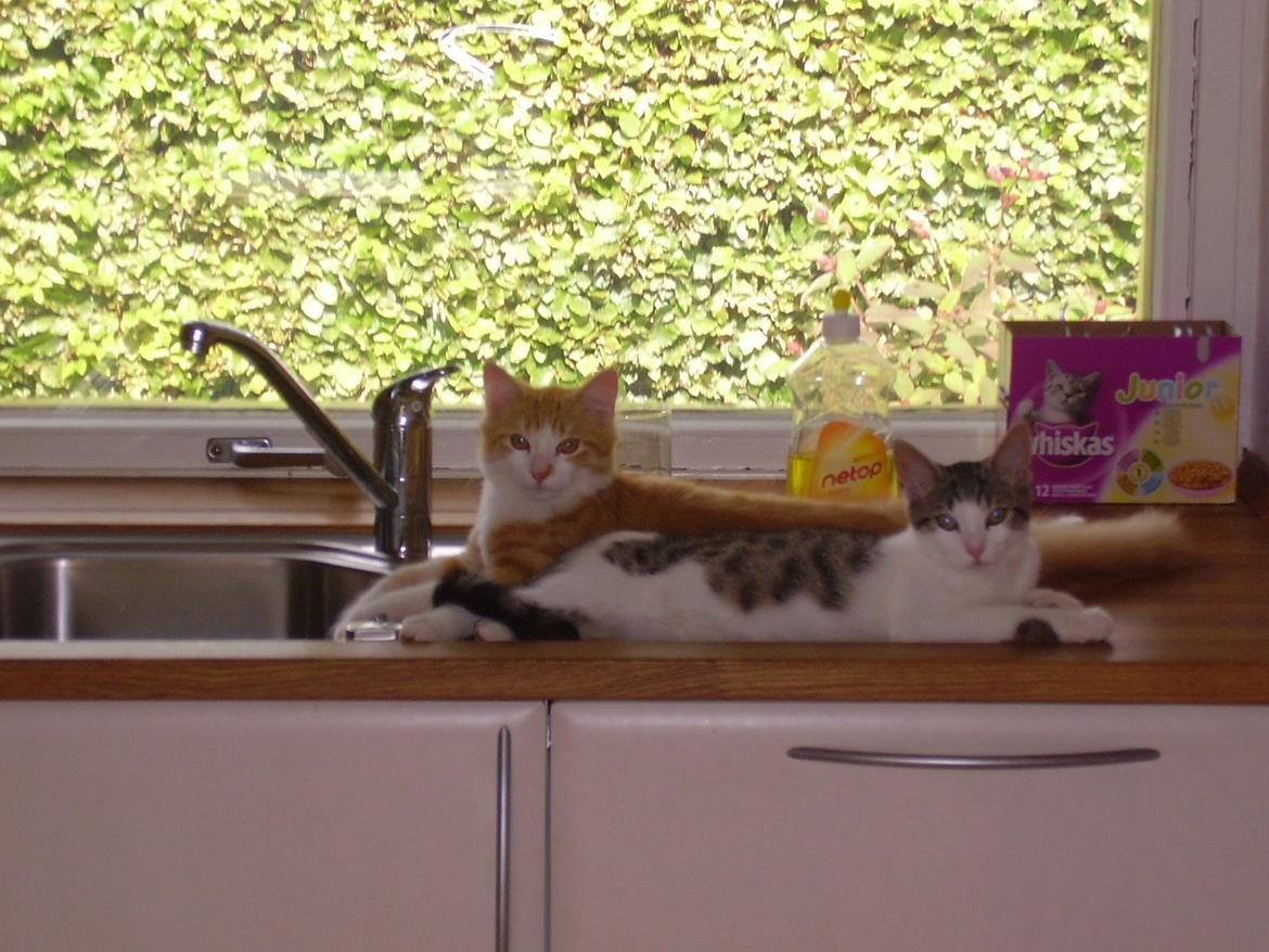 Norsk Skovkat Zimba billede 3