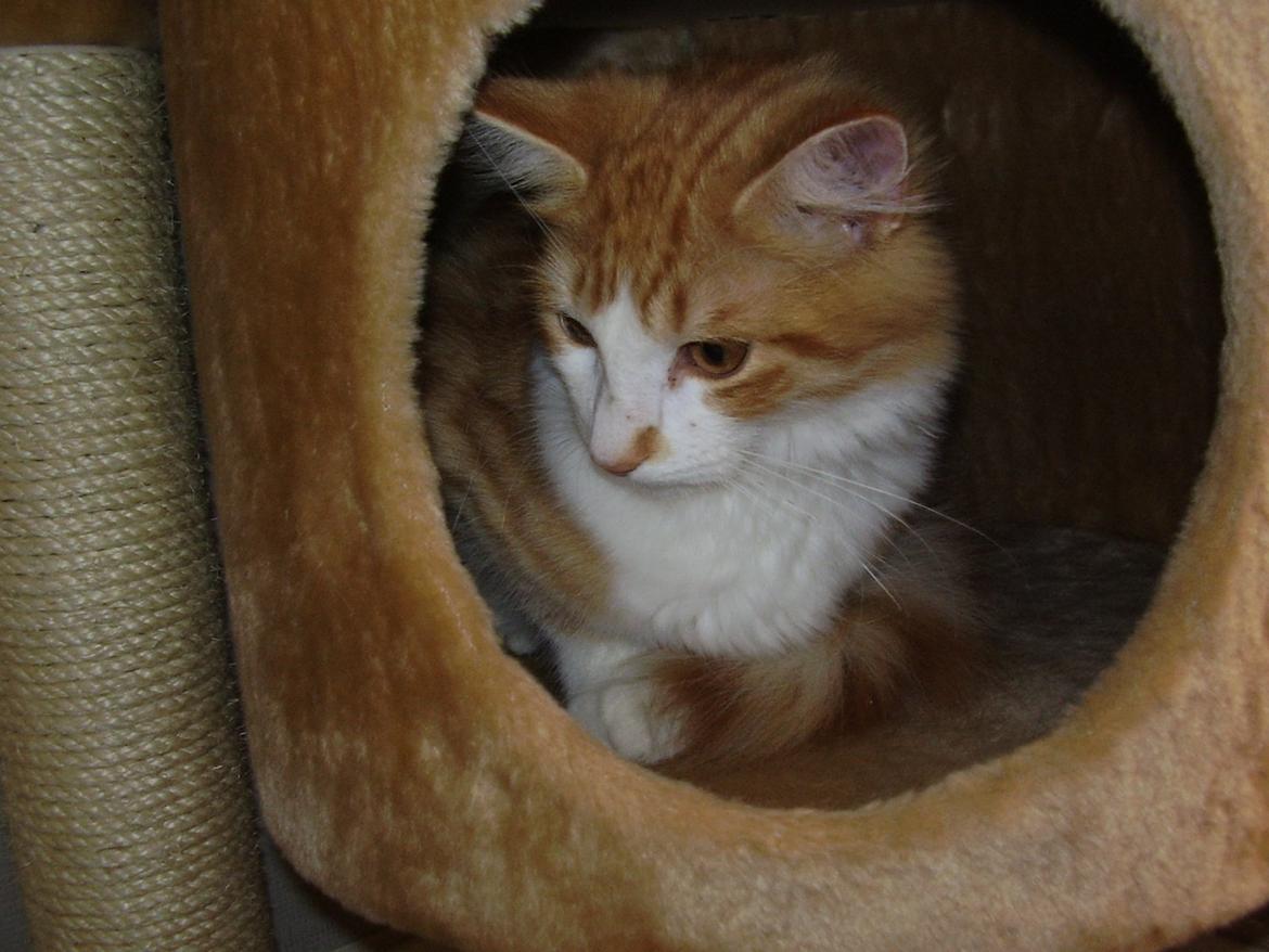 Norsk Skovkat Zimba billede 4