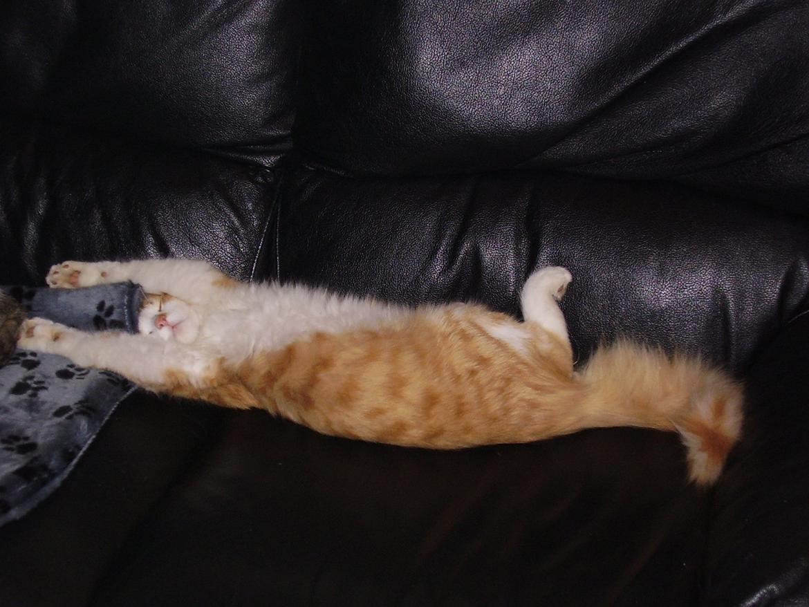 Norsk Skovkat Zimba billede 5