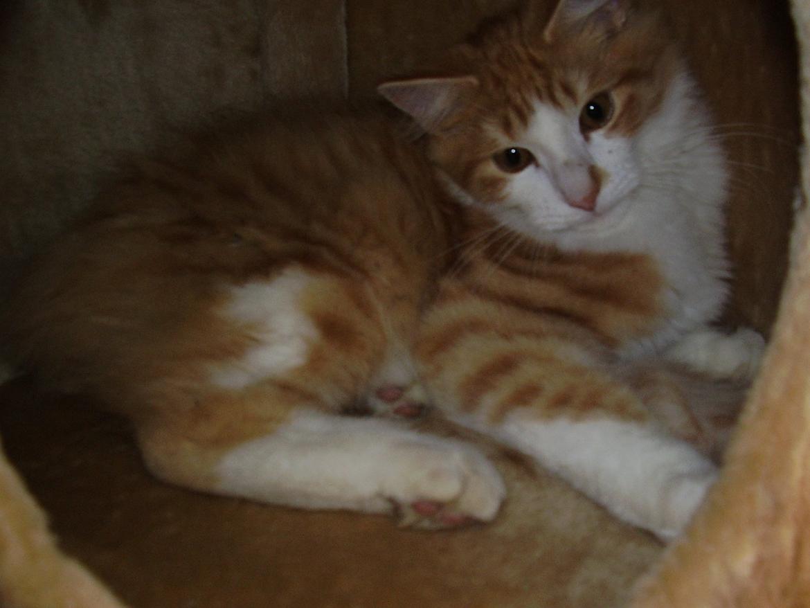 Norsk Skovkat Zimba billede 6