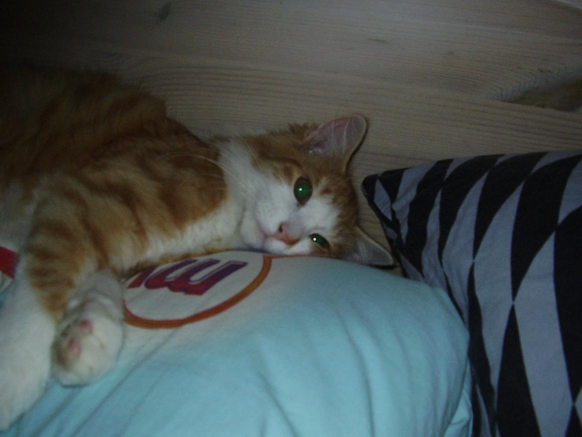 Norsk Skovkat Zimba billede 7