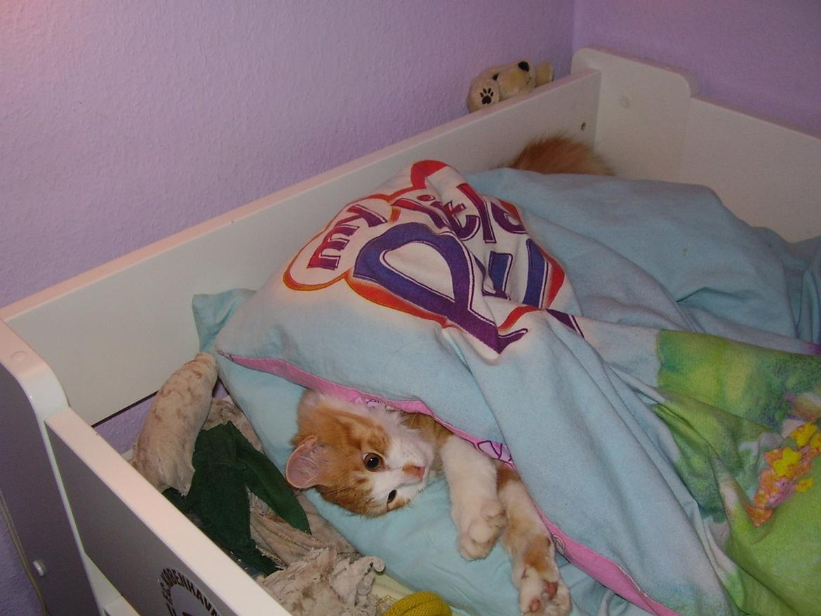 Norsk Skovkat Zimba billede 9