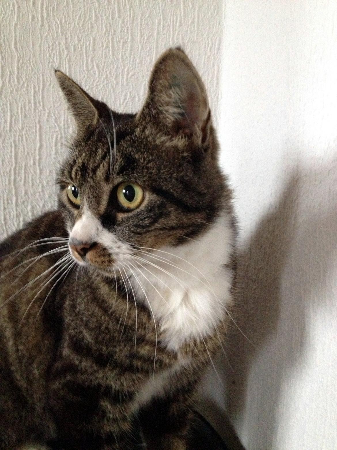 Huskat Jerry *RIP* <3  billede 20