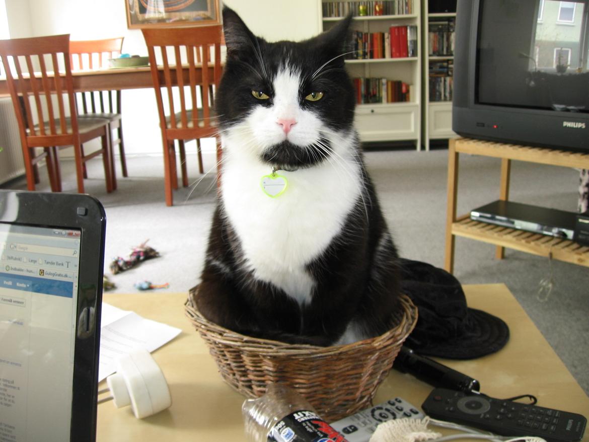 Huskat Tyson - "kattekurve er noget små nu om dage" billede 2