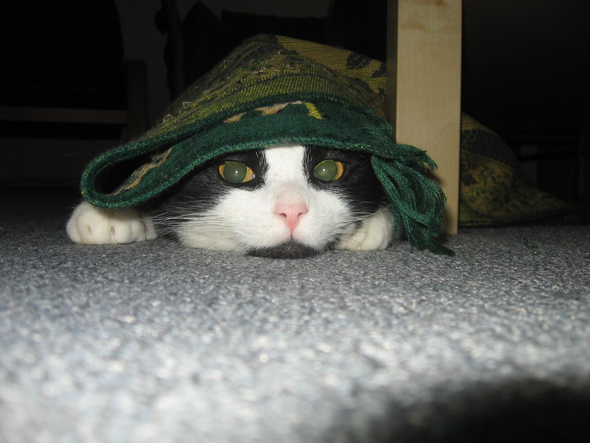 Huskat Tyson - Jeg er et gulvtæppe, du finder mig aldrig billede 1