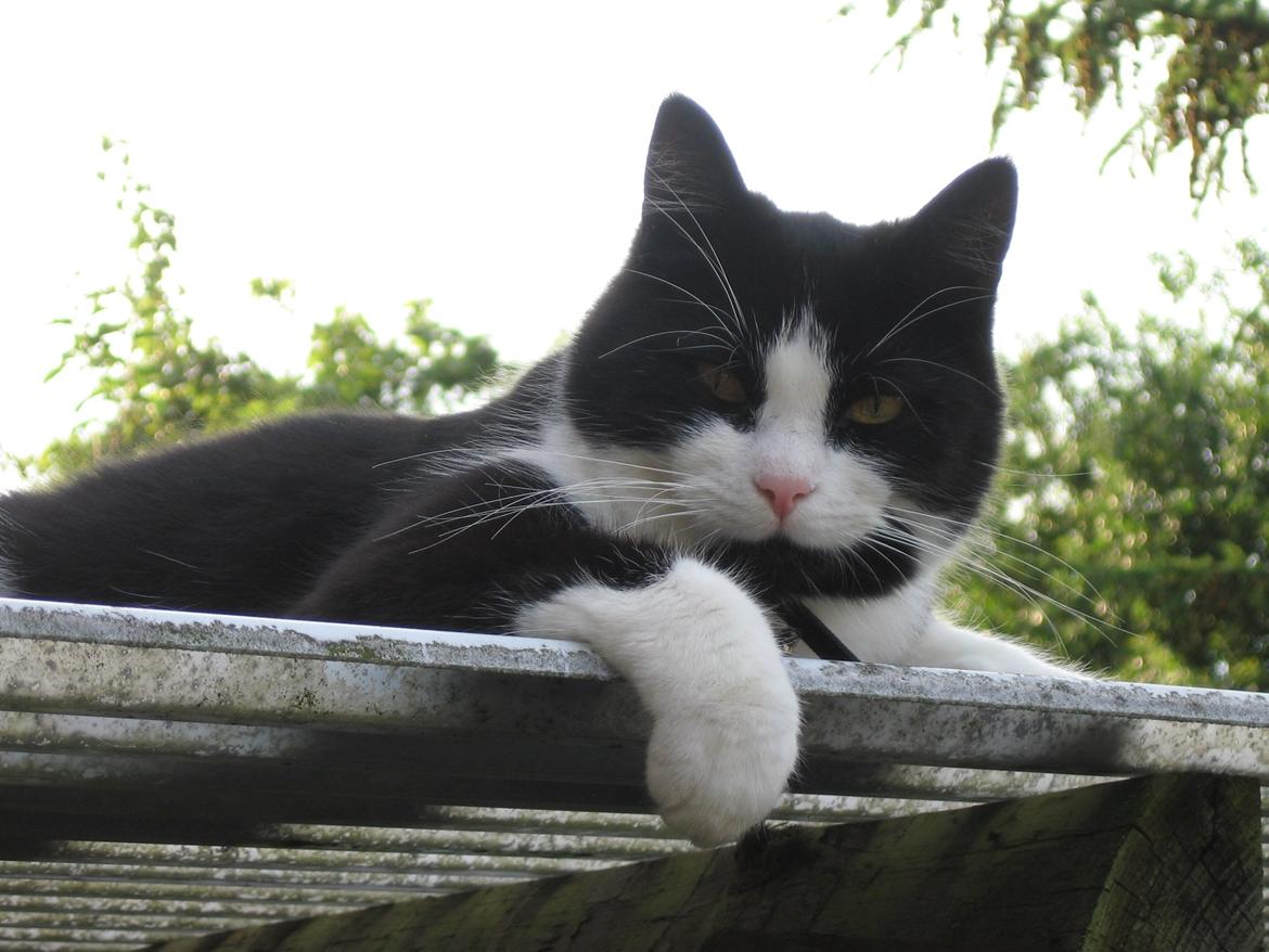 Huskat Tyson billede 5