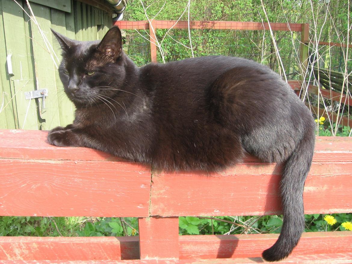 Huskat Freja billede 4