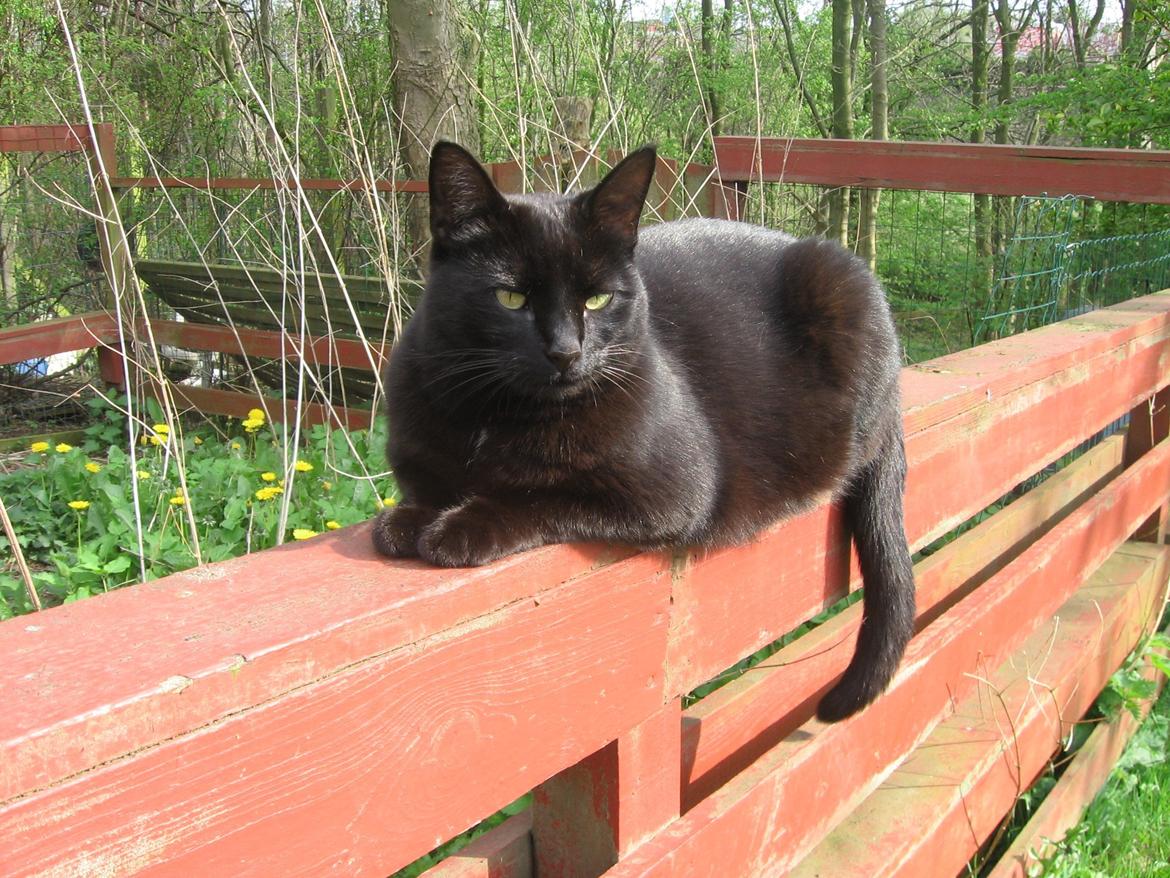 Huskat Freja billede 3