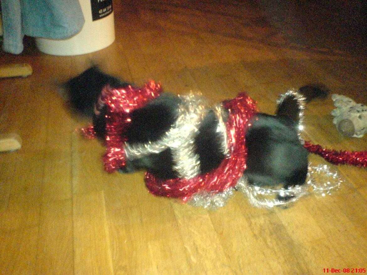 Huskat Freja - Freja i julestemning :D billede 5