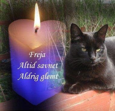 Huskat Freja billede 6