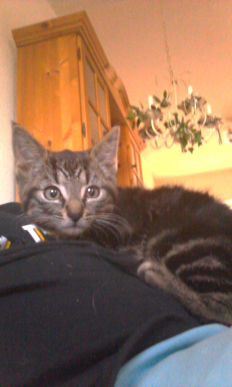 Huskat psyko billede 1