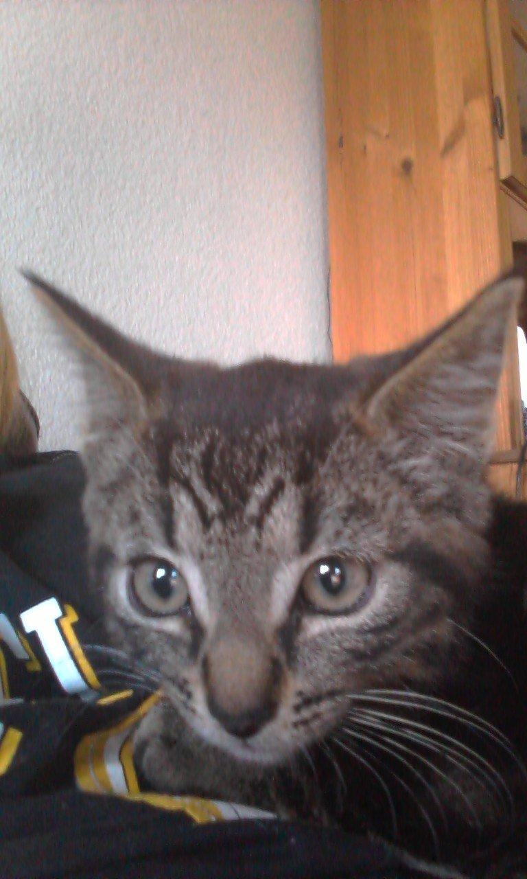 Huskat psyko billede 2