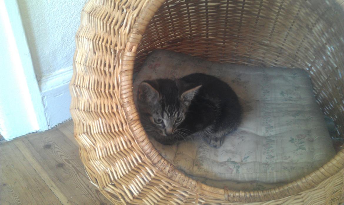 Huskat psyko billede 4