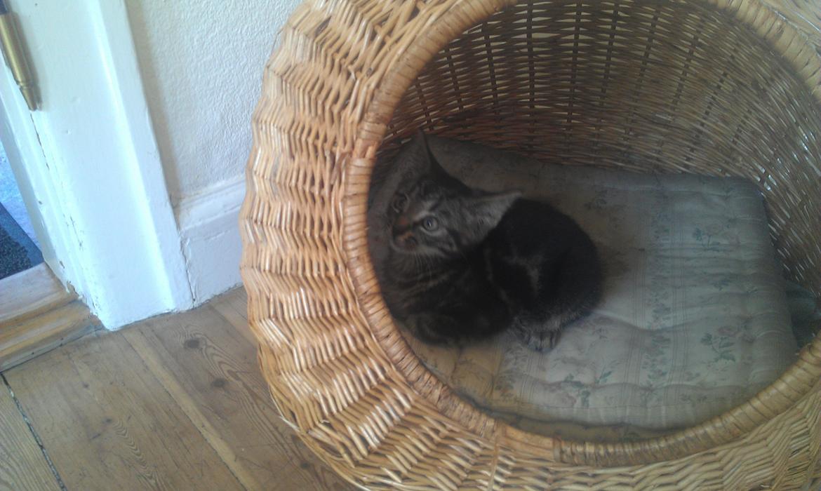 Huskat psyko billede 5