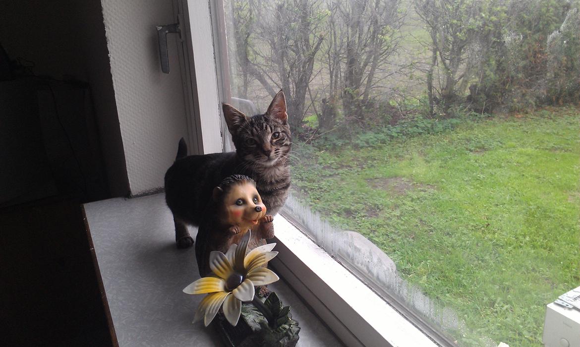 Huskat psyko billede 6