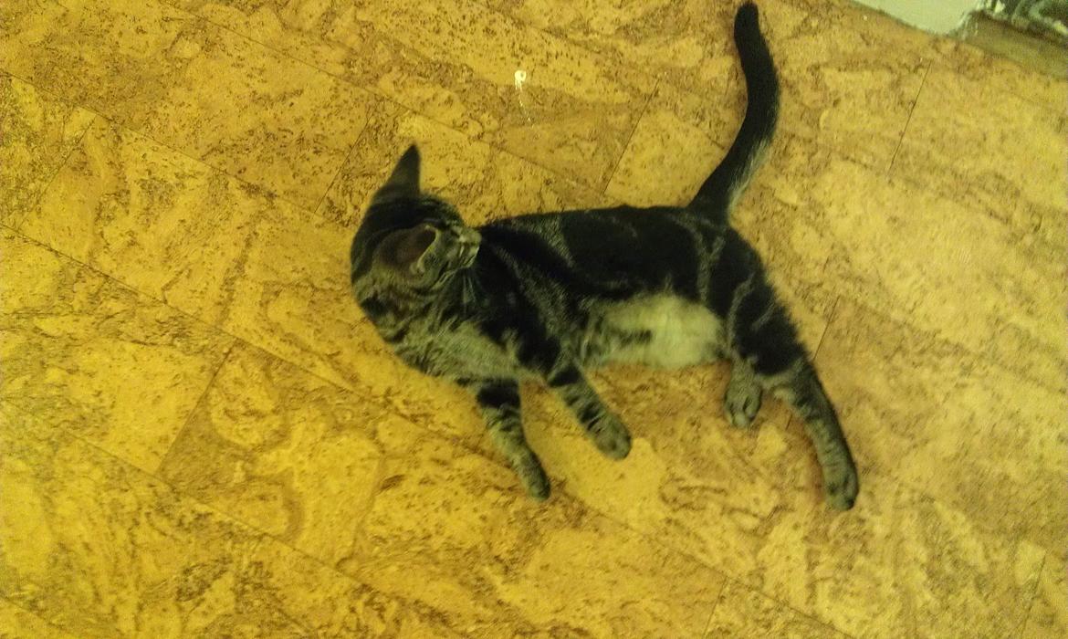 Huskat psyko billede 7