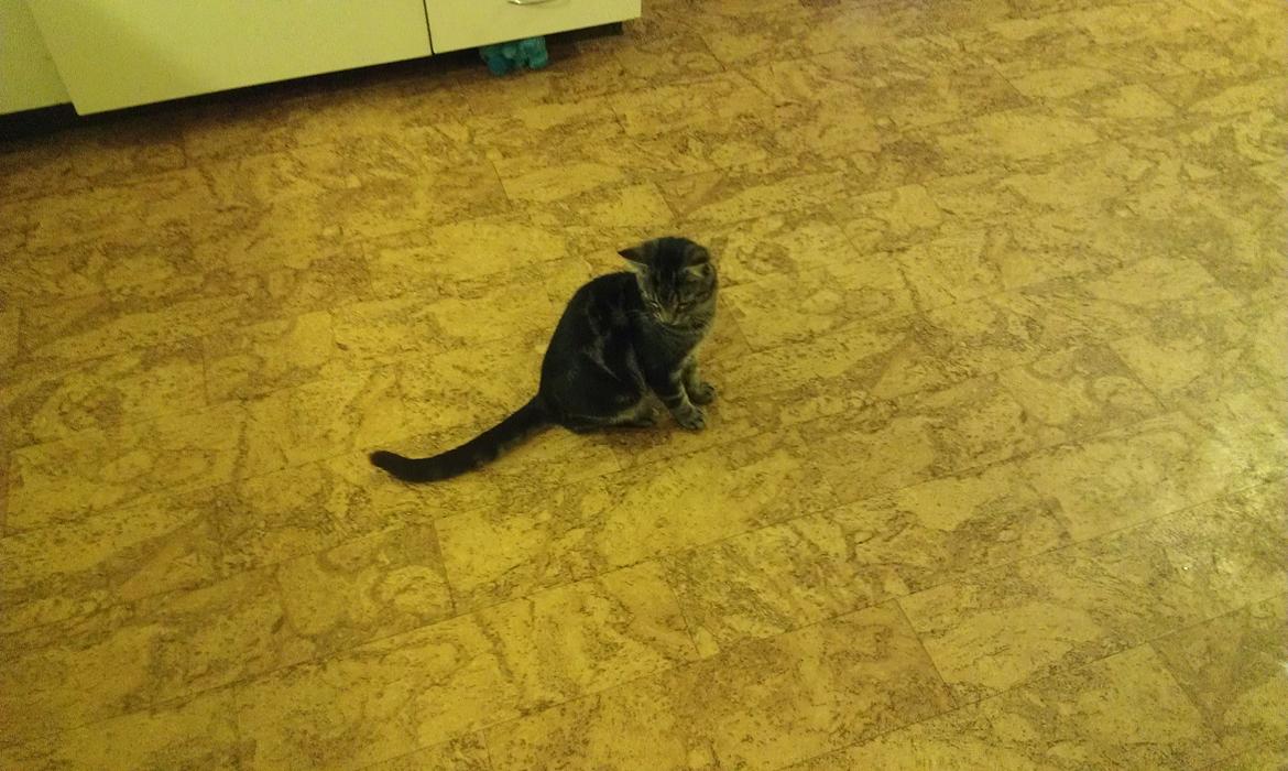 Huskat psyko billede 8