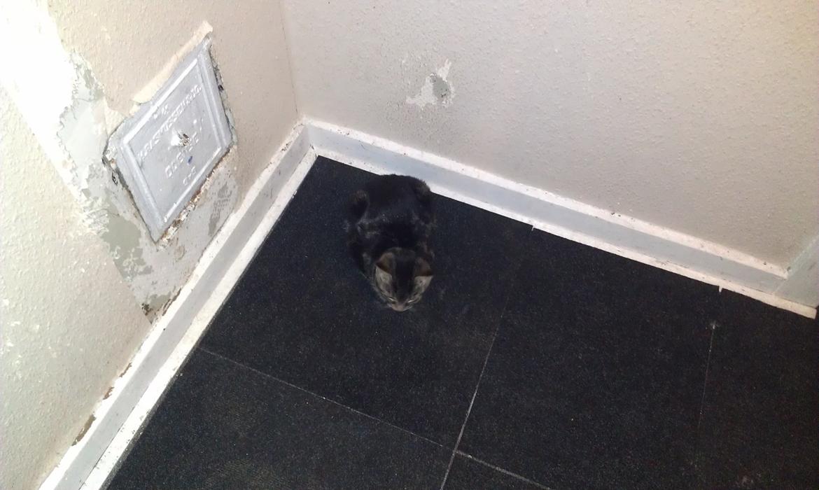 Huskat psyko billede 9