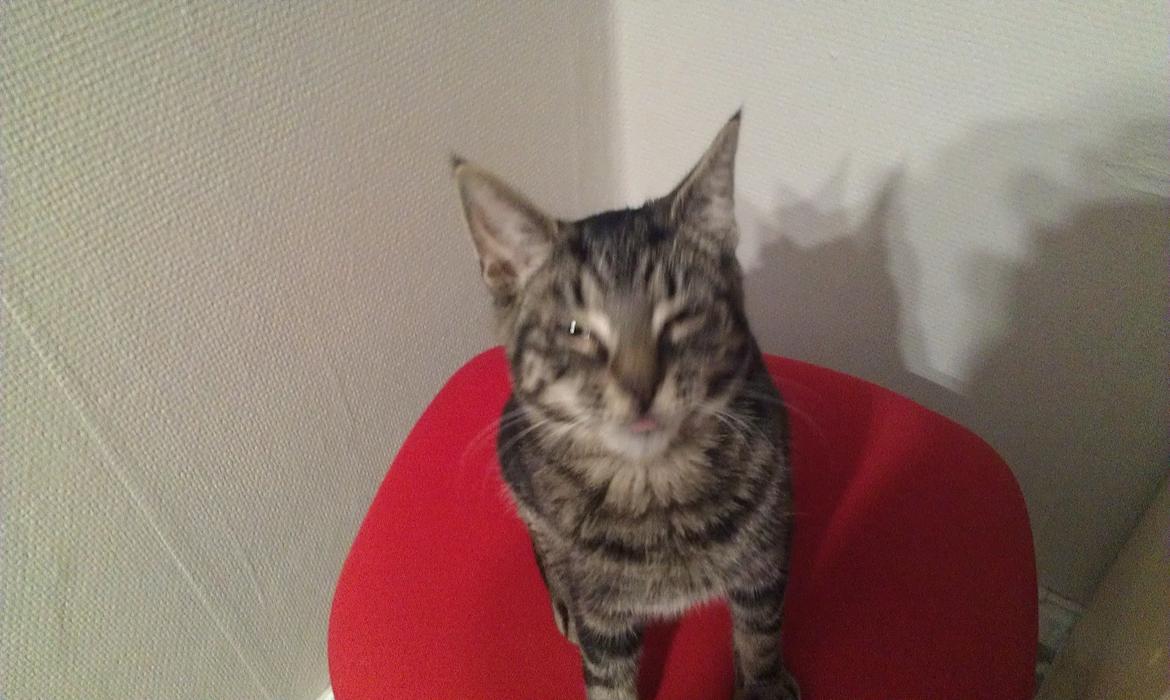 Huskat psyko billede 10