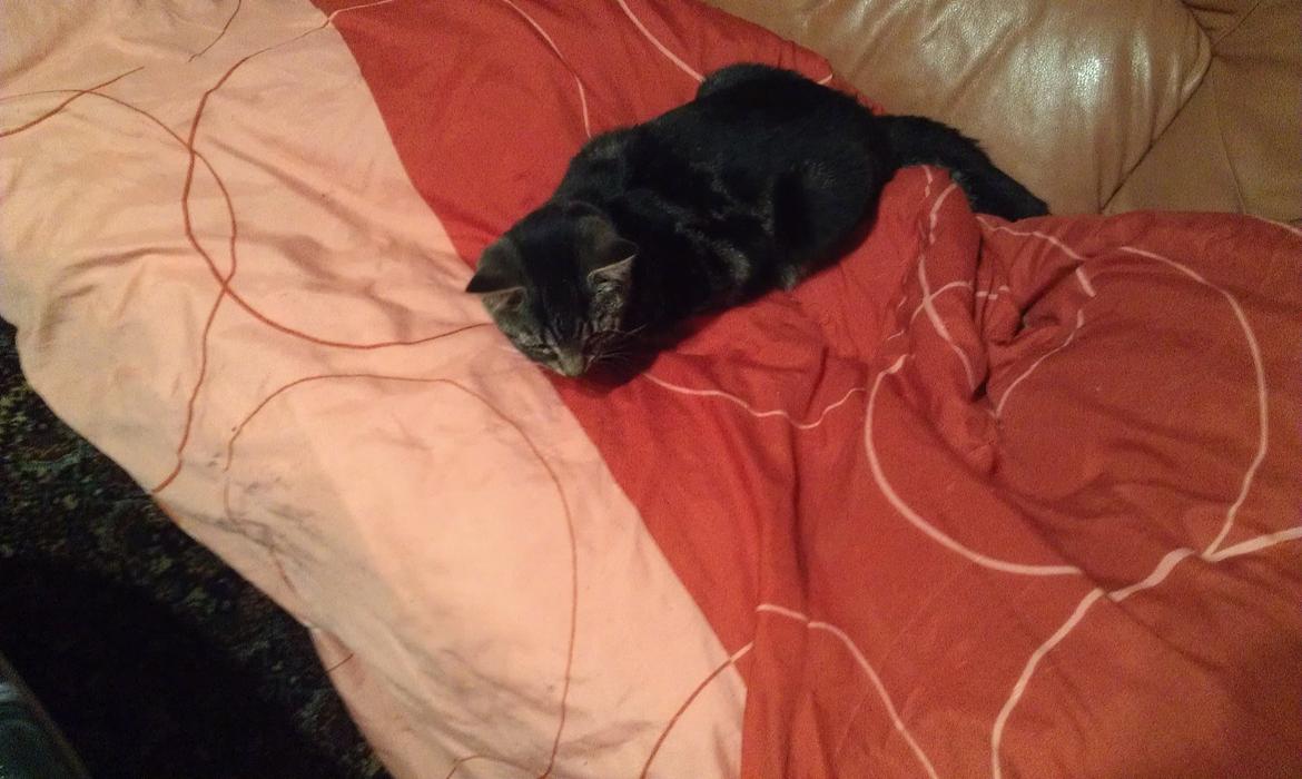 Huskat psyko billede 11