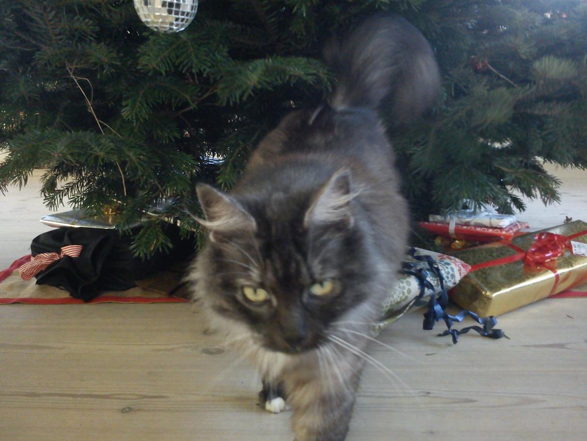 Blanding af racer Kitten<3<3<3<3 billede 2