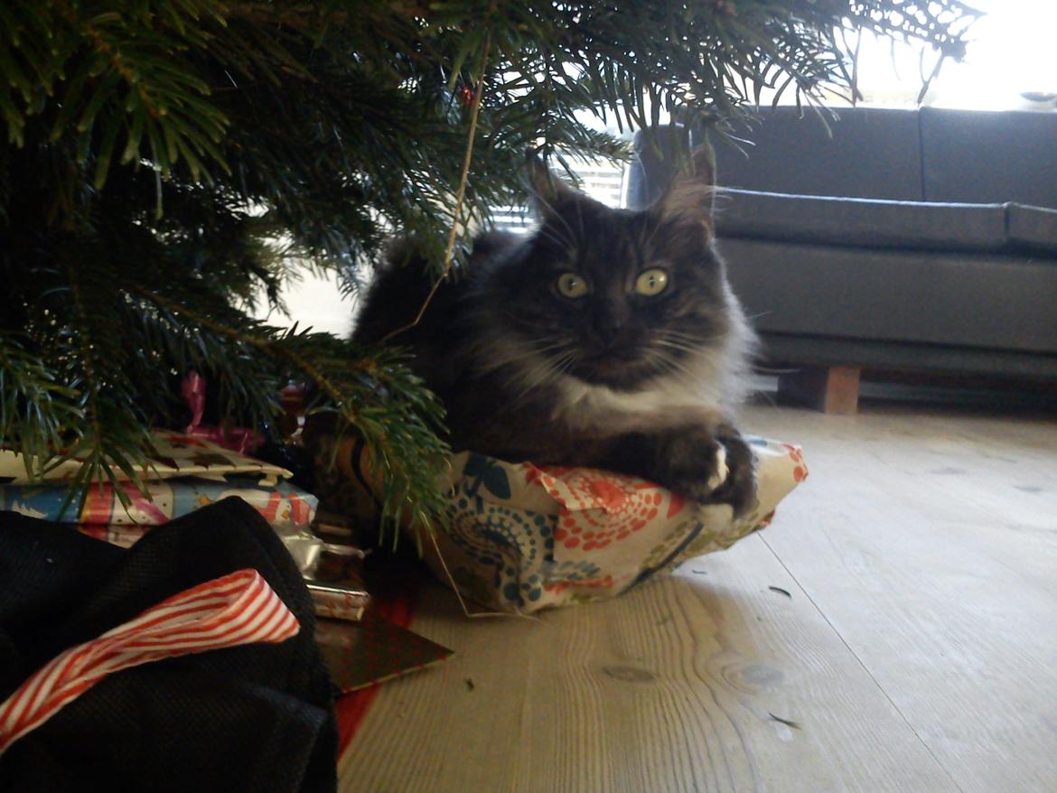 Blanding af racer Kitten<3<3<3<3 billede 3