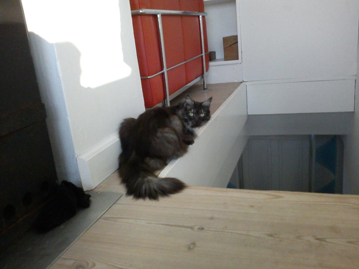 Blanding af racer Kitten<3<3<3<3 billede 4