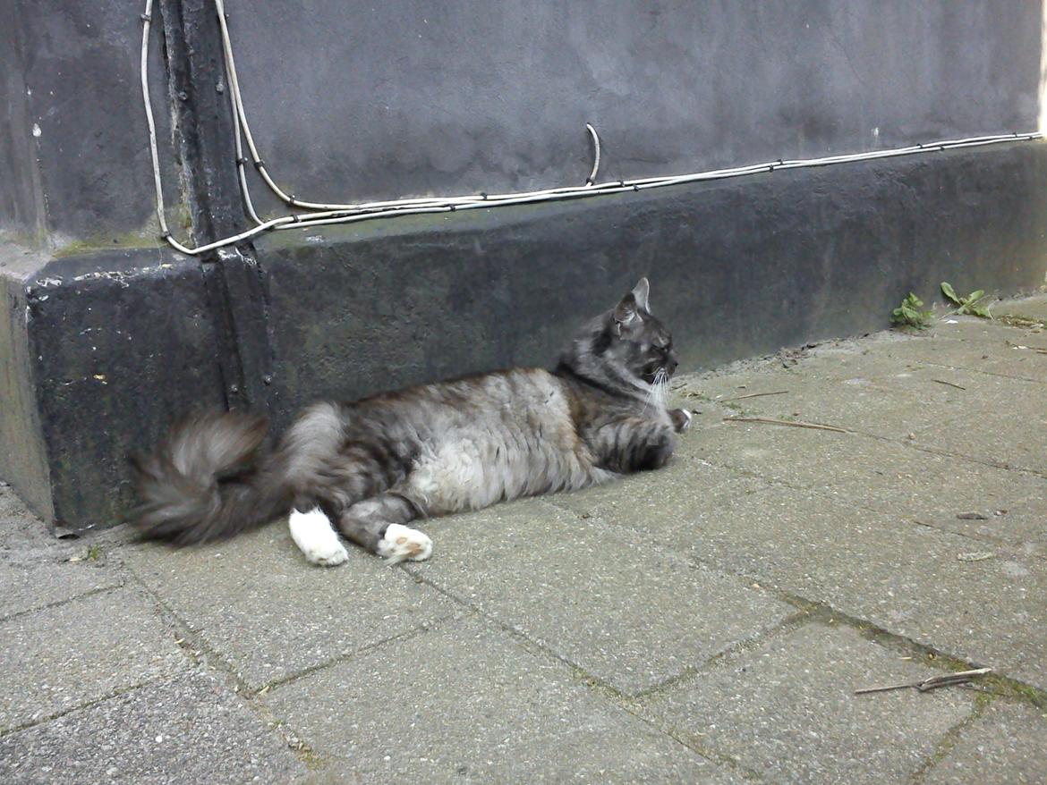 Blanding af racer Kitten<3<3<3<3 billede 5