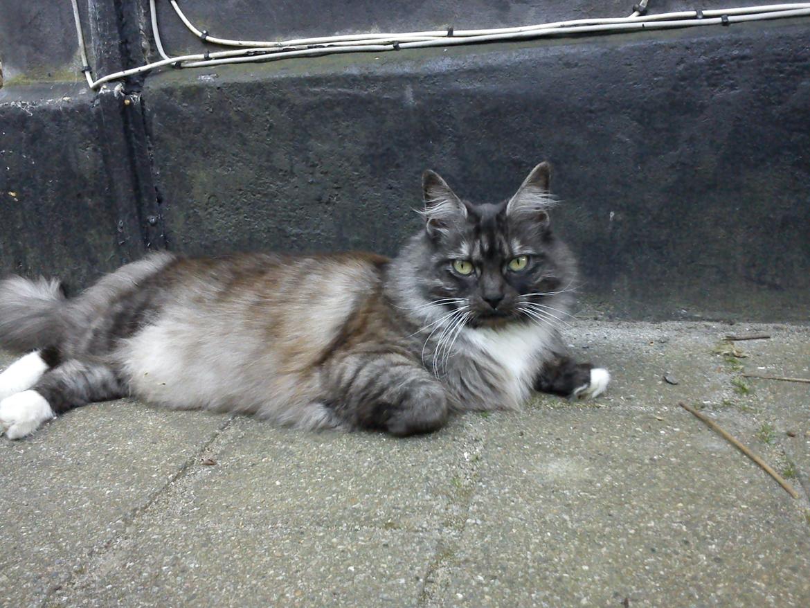 Blanding af racer Kitten<3<3<3<3 billede 1