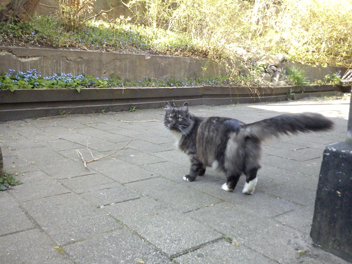 Blanding af racer Kitten<3<3<3<3 billede 6