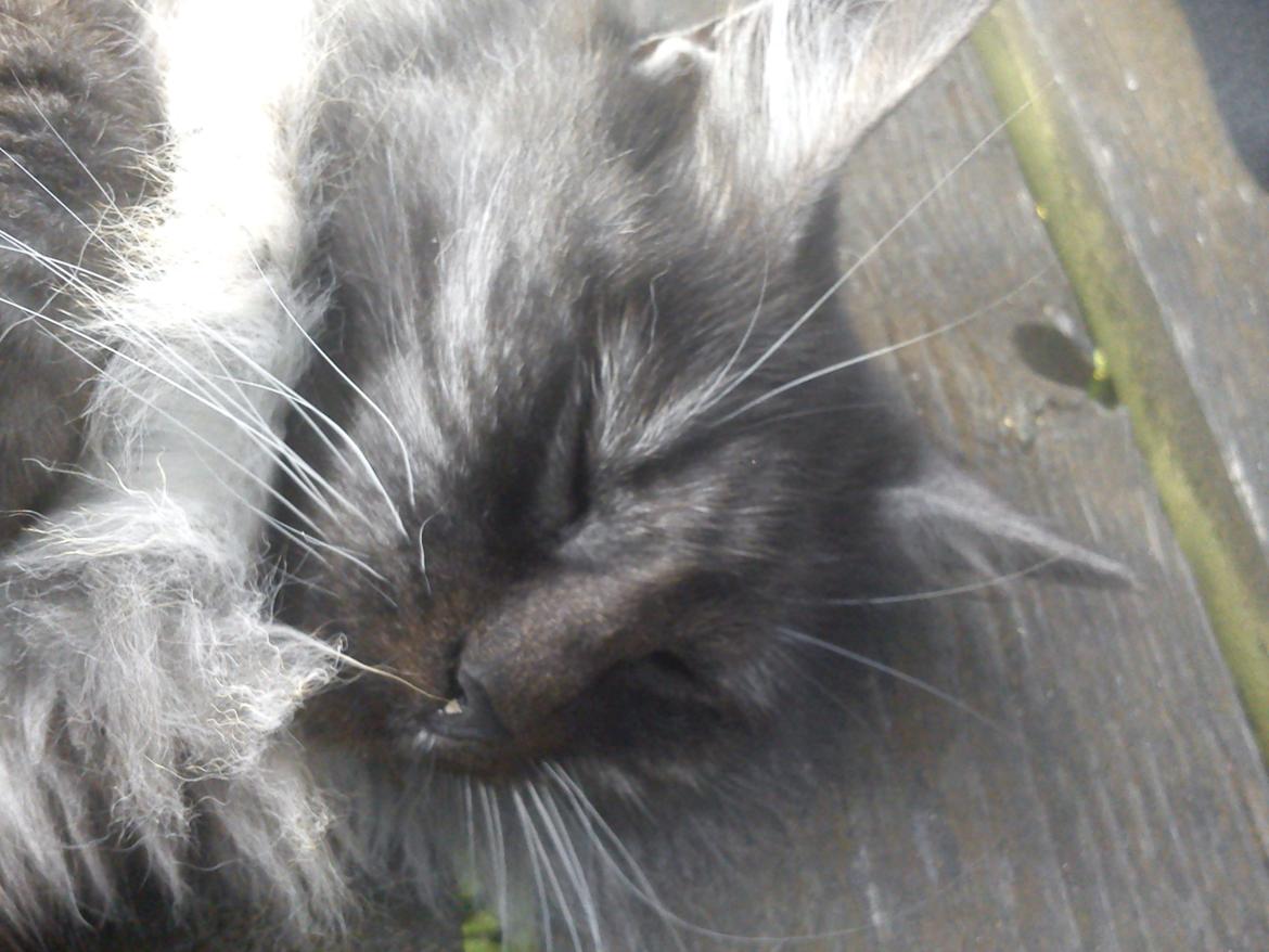 Blanding af racer Kitten<3<3<3<3 billede 7