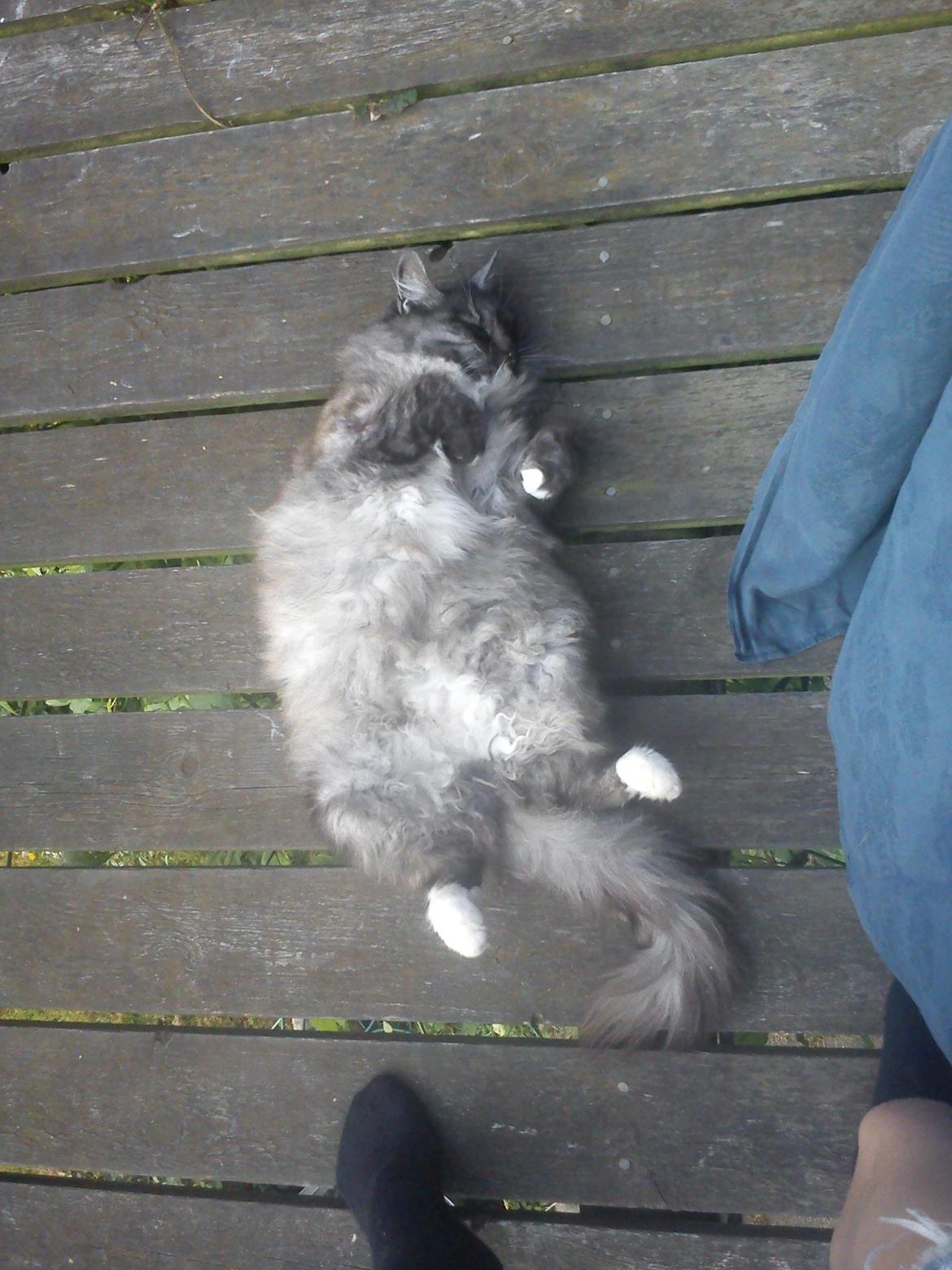 Blanding af racer Kitten<3<3<3<3 billede 8