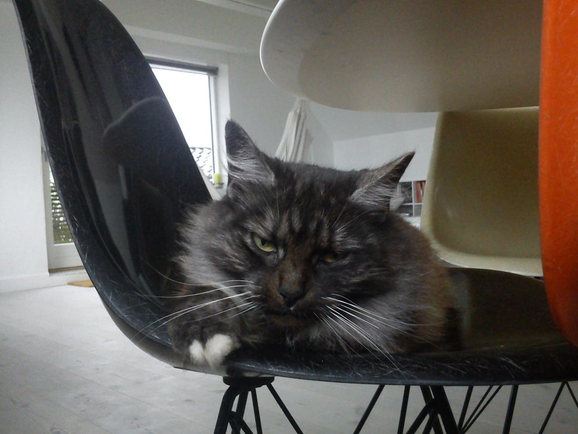 Blanding af racer Kitten<3<3<3<3 billede 9