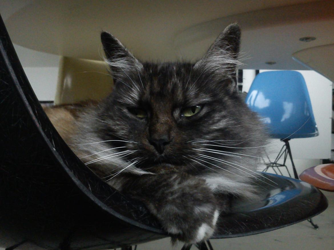 Blanding af racer Kitten<3<3<3<3 billede 10