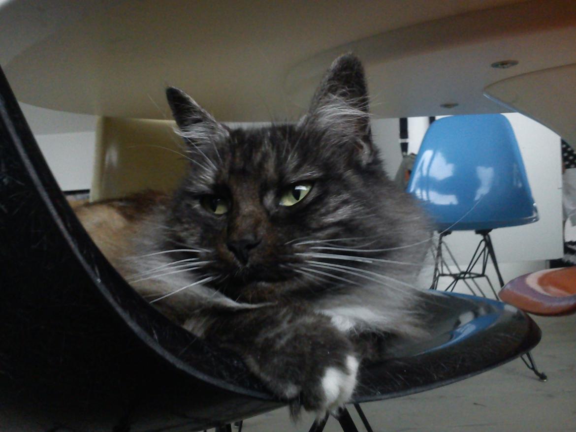 Blanding af racer Kitten<3<3<3<3 billede 11