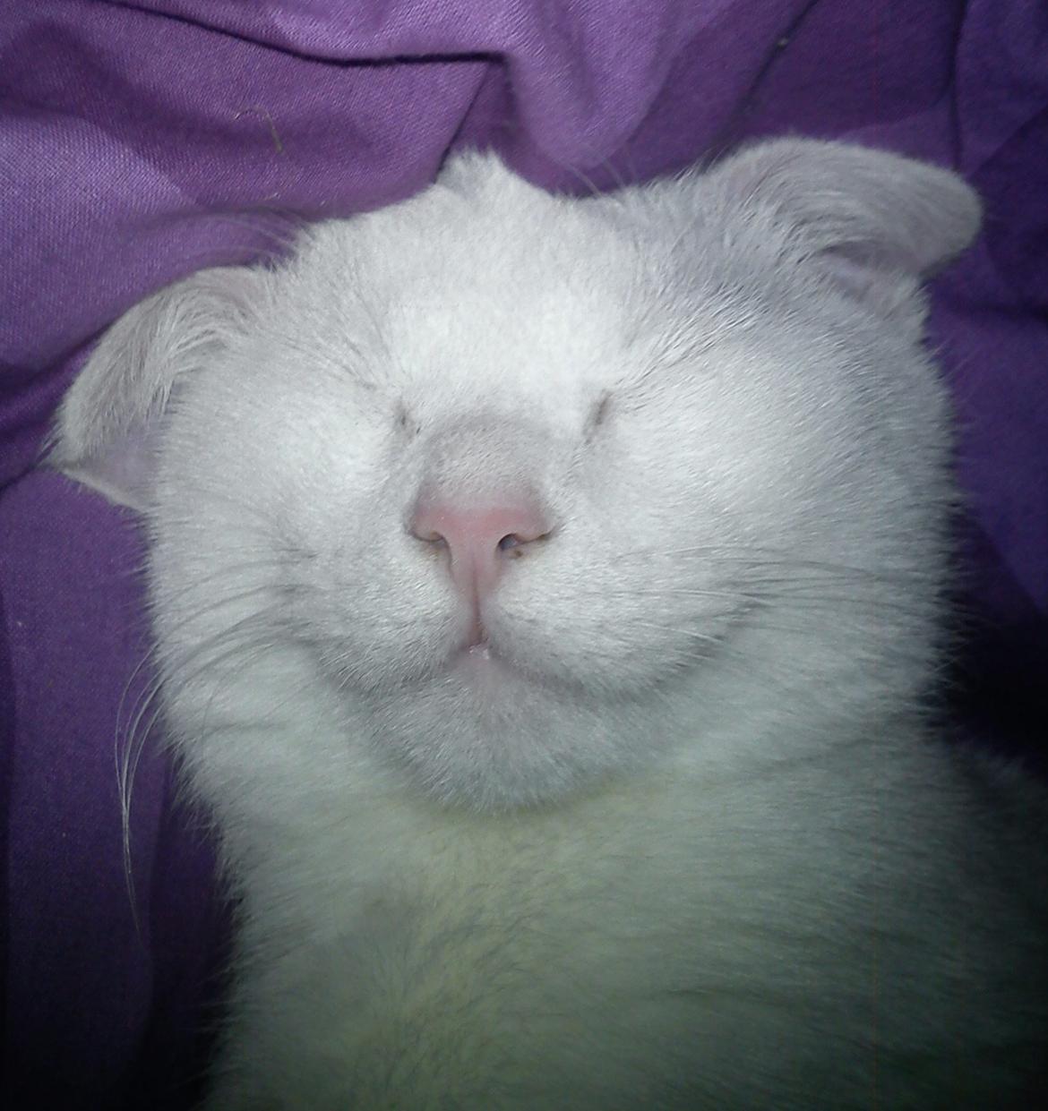 Huskat Missen billede 1