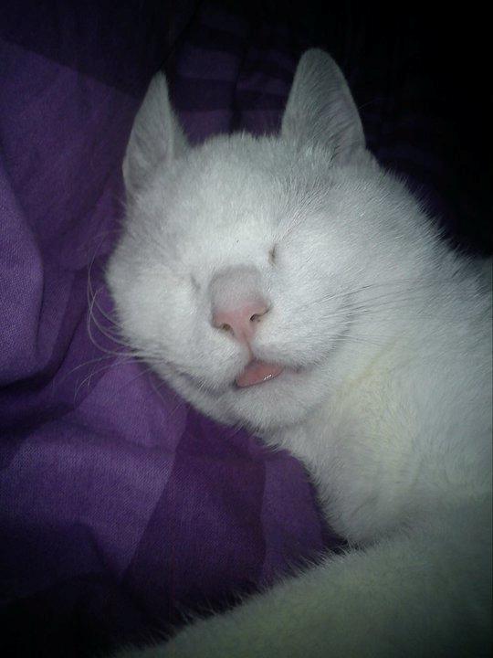 Huskat Missen billede 16