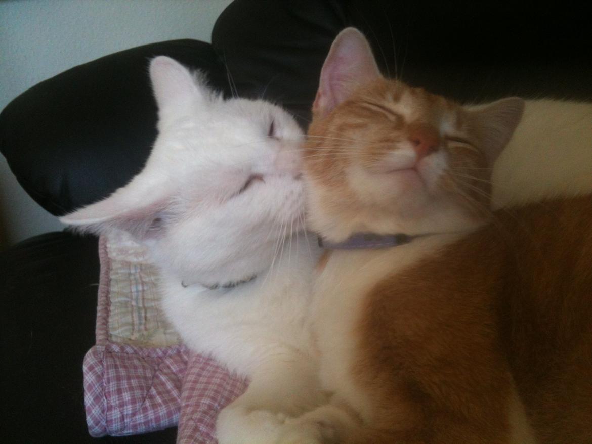 Huskat Missen billede 17