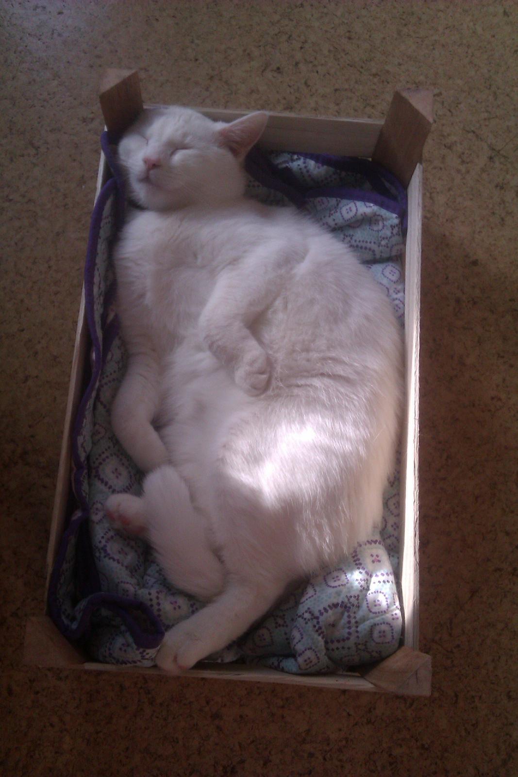 Huskat Missen billede 18